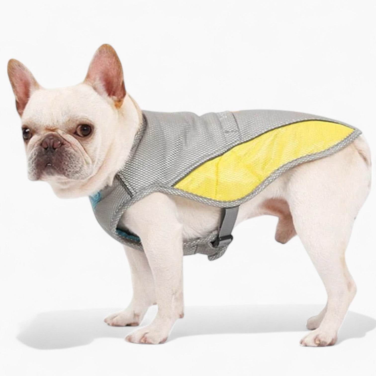 Coolify™ - Safe : Cooling Vest For Frenchie (cs13) Indoor Use