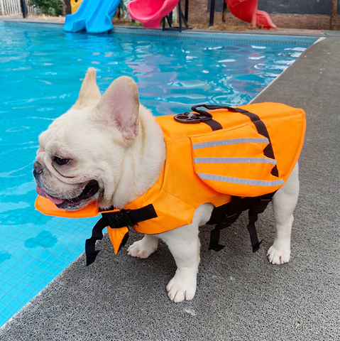 FloatPro French Bulldog Life Swimming Vest