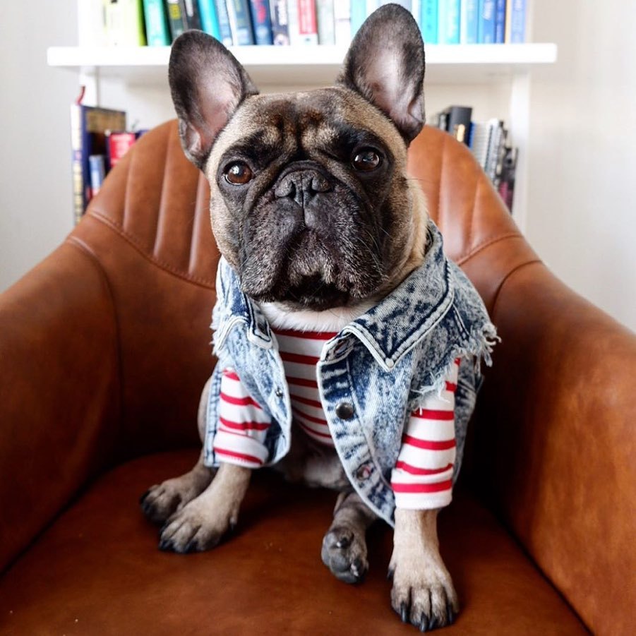 French Bulldog Jeaniepaw French Bulldog Denim Vest – Stylish Ripped