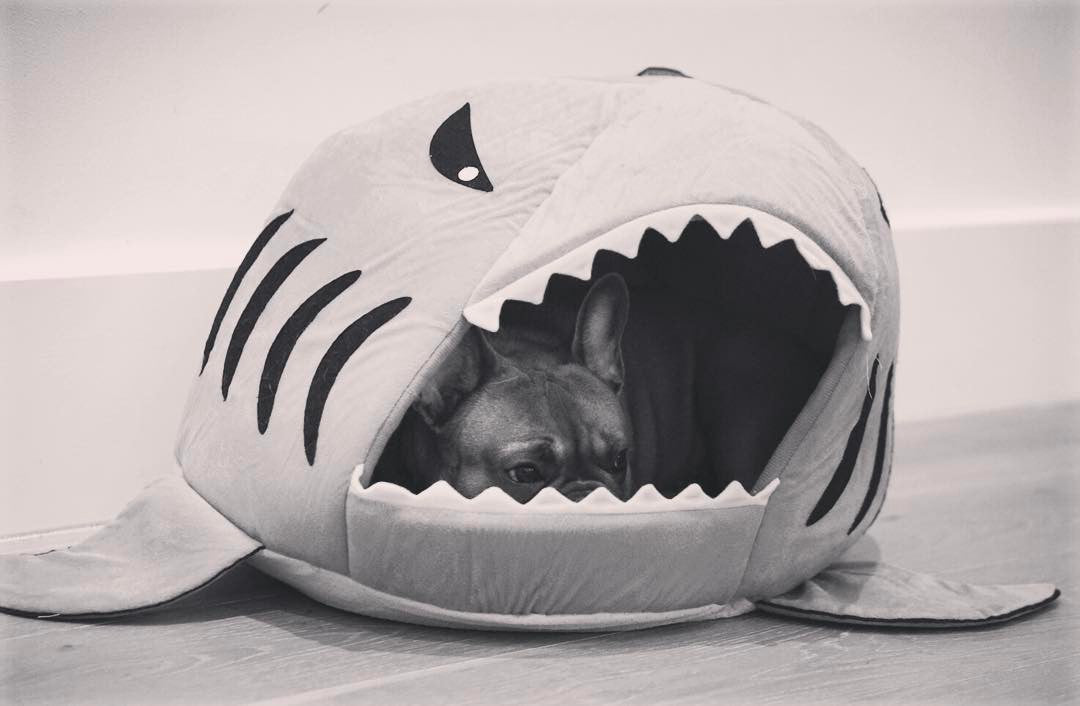 French Bulldog House For Frenchie (shark Bed) (ws14) Comfy Pet Product