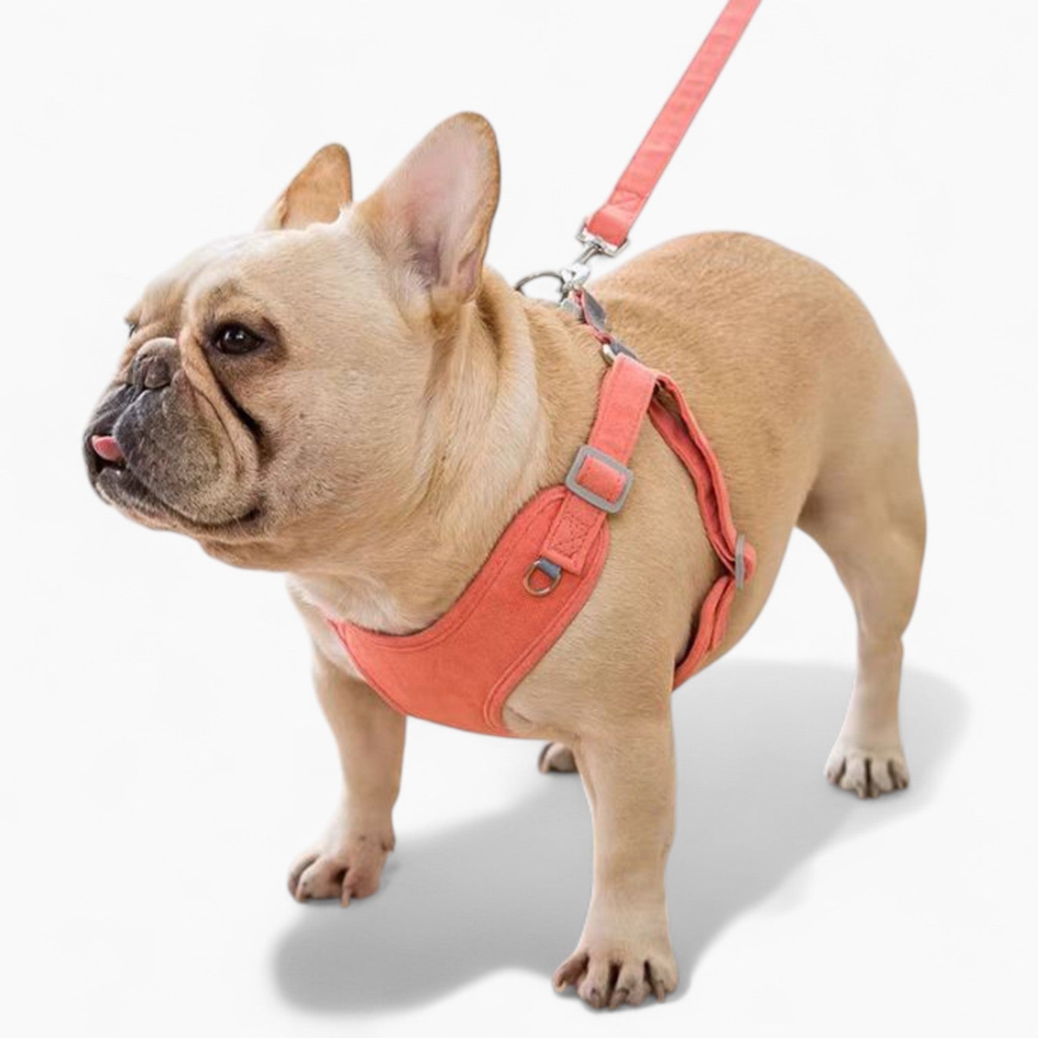 Breed-Specific Pawsecure Frenchie Harness Leash Set – No-pull Anti-br...