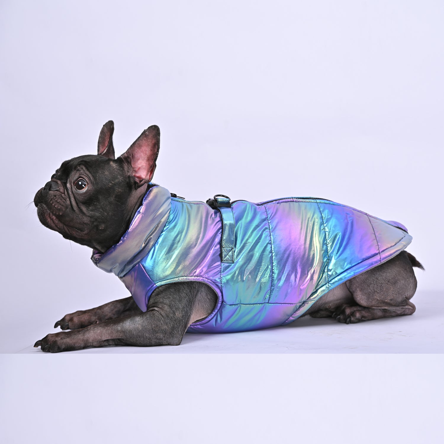 Snow Shield Frenchie Reflective Winter Warm Jacket V1