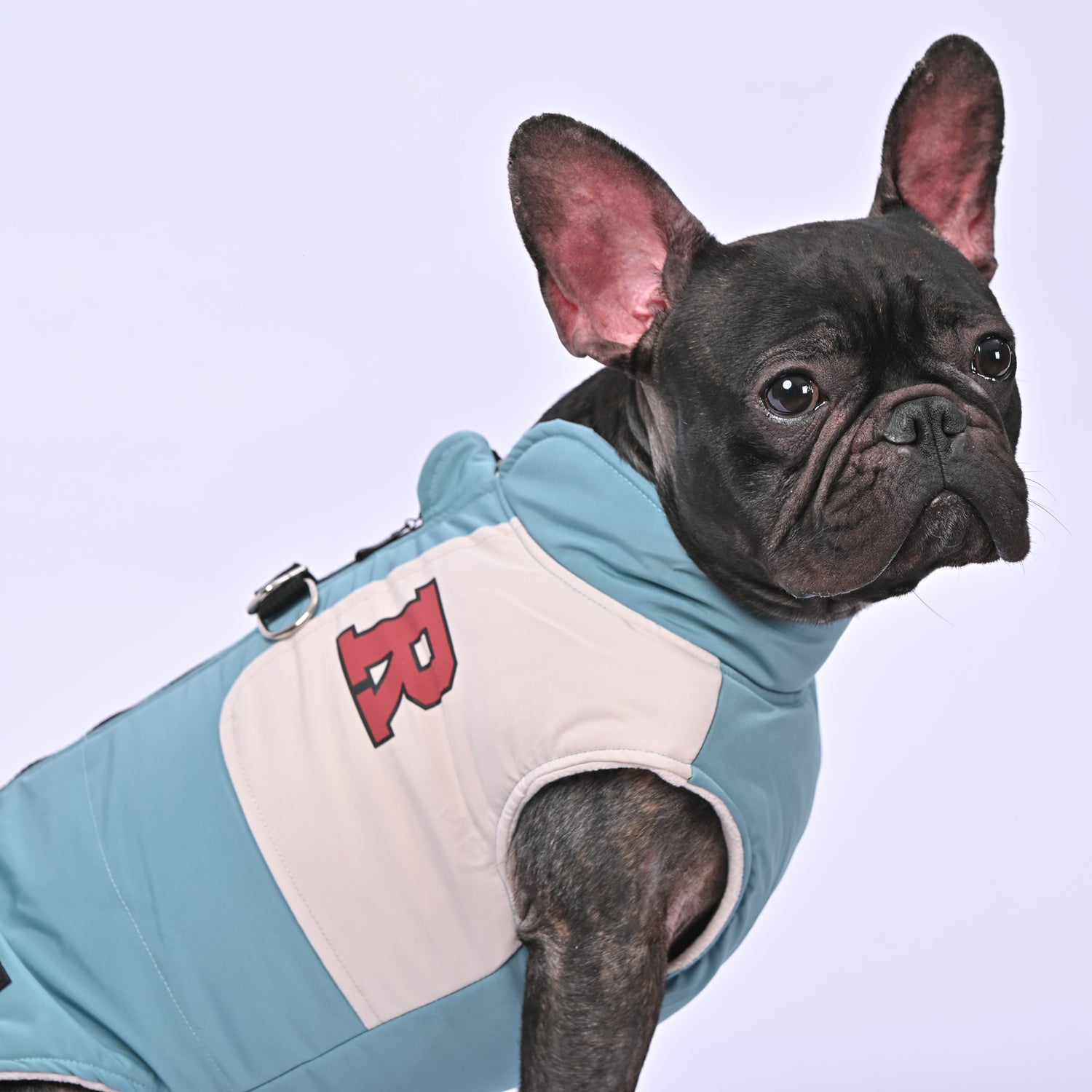 Frenchie Winter Jacket With Harness Set V2 Indoor Use | Vet-recommended