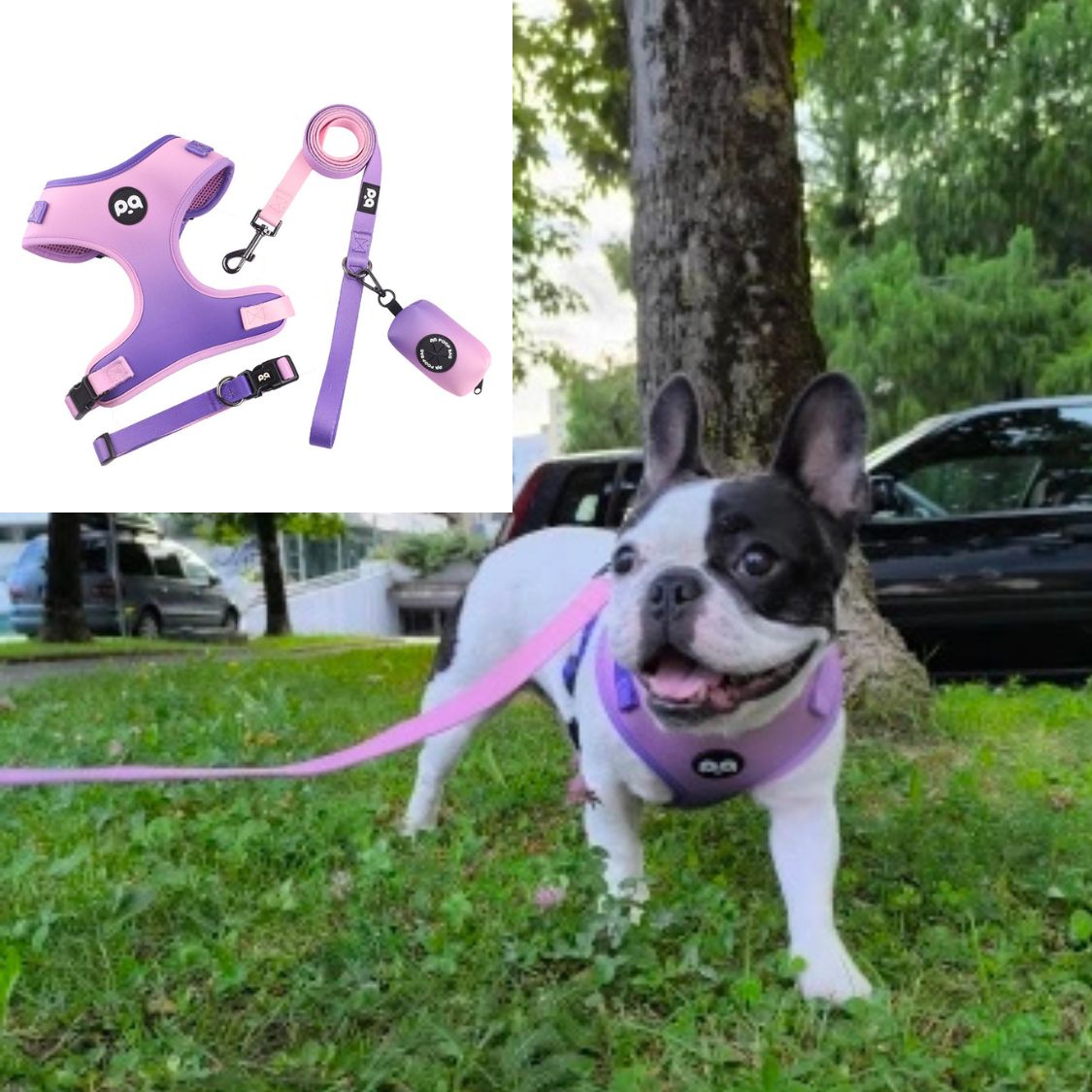 Adjustable Frenchie Harness And Leash Set Pet Gear | Safe For Paws