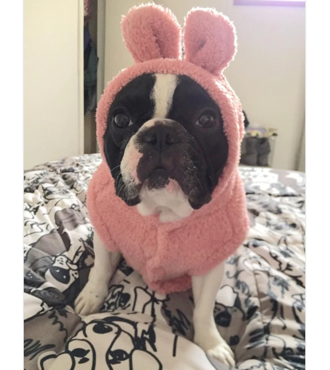 Bear Hoodie Pajamas Coat For French Bulldog (ws37) Frenchie Themed Wear