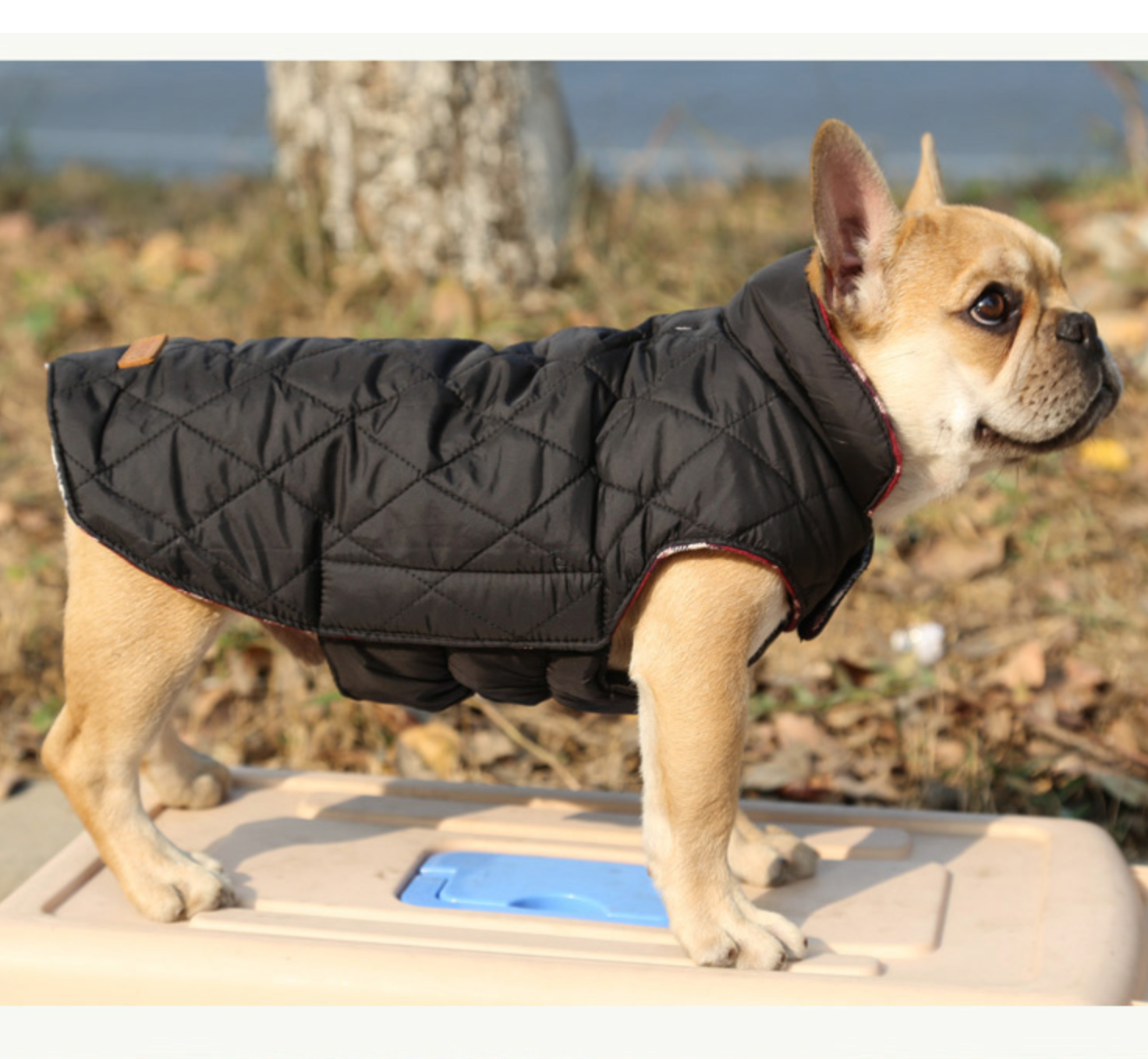 French bulldog Jacket (WS18)