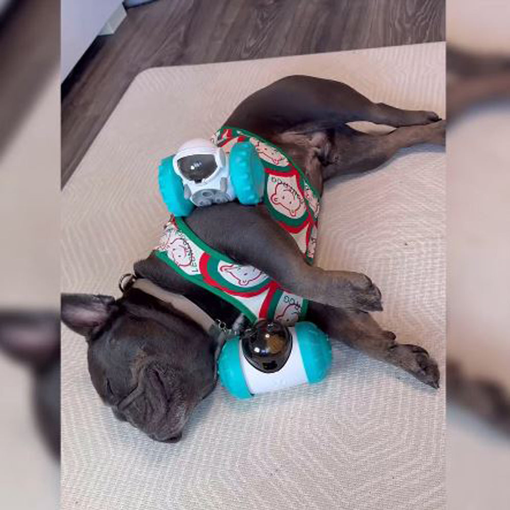 French Bulldog Furbuddy Interactive Treat Tumbler Useful Frenchie Gear