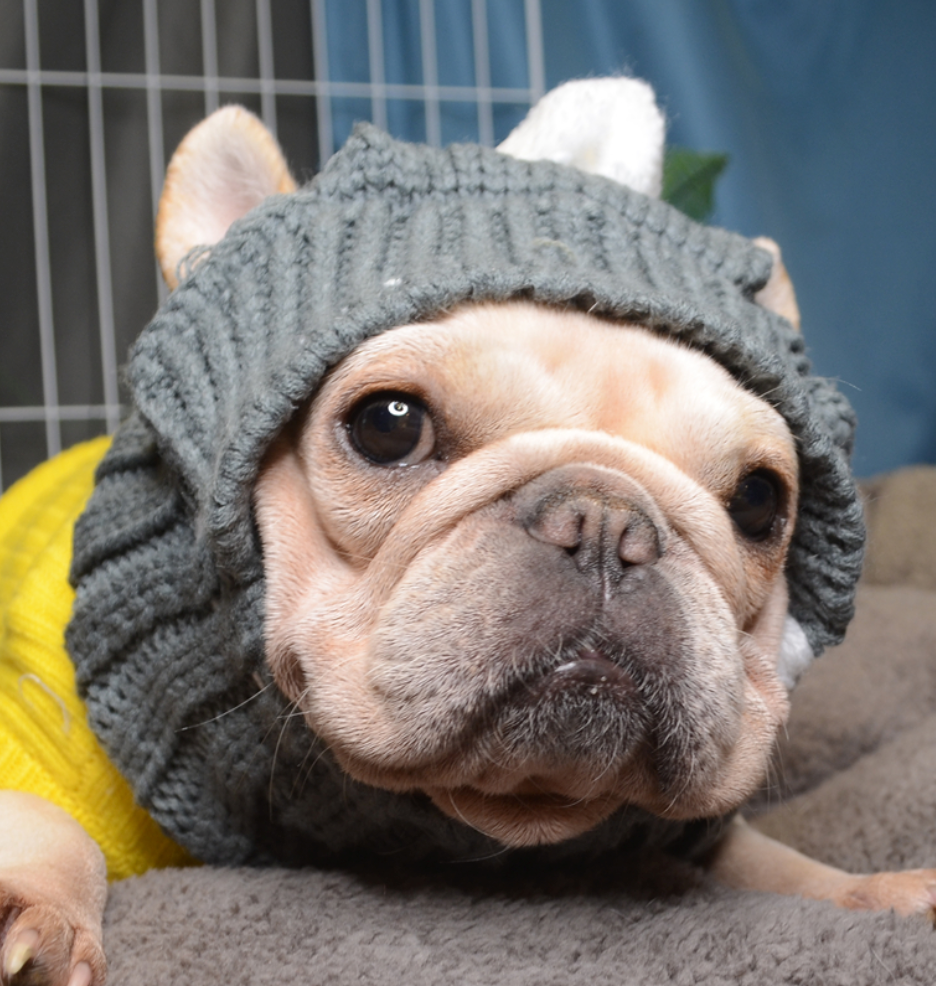 Pet-Lover Cozy Winter Woolen Hat For French Bulldog for Fashion Lovers