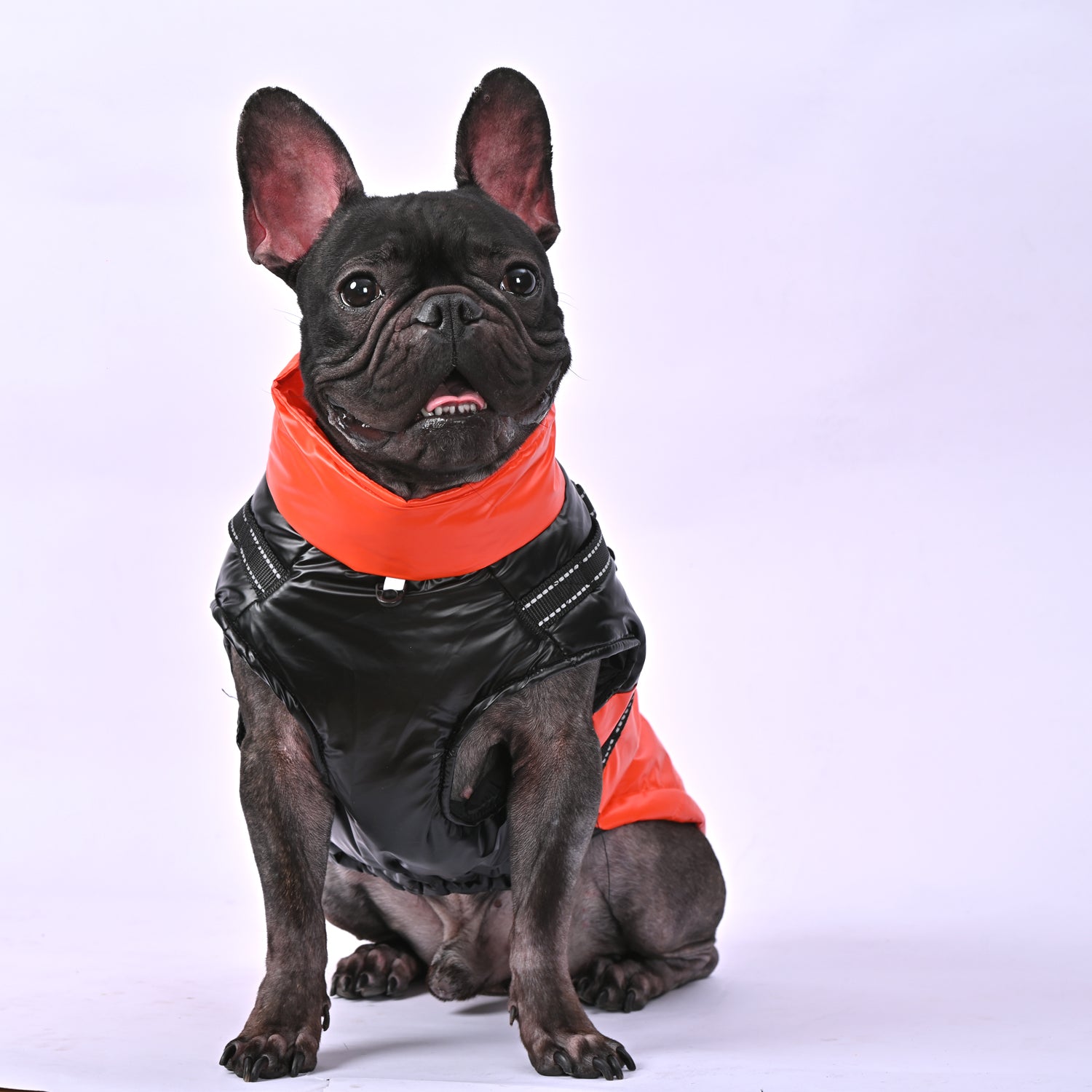 Snuggles Frenchie Warm Reflective Winter Jacket V1 Summer Wear