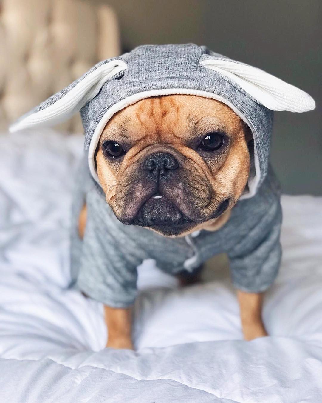Culture-Inspired Rabbit Hoodie For French Bulldog (ws9) for Everyday