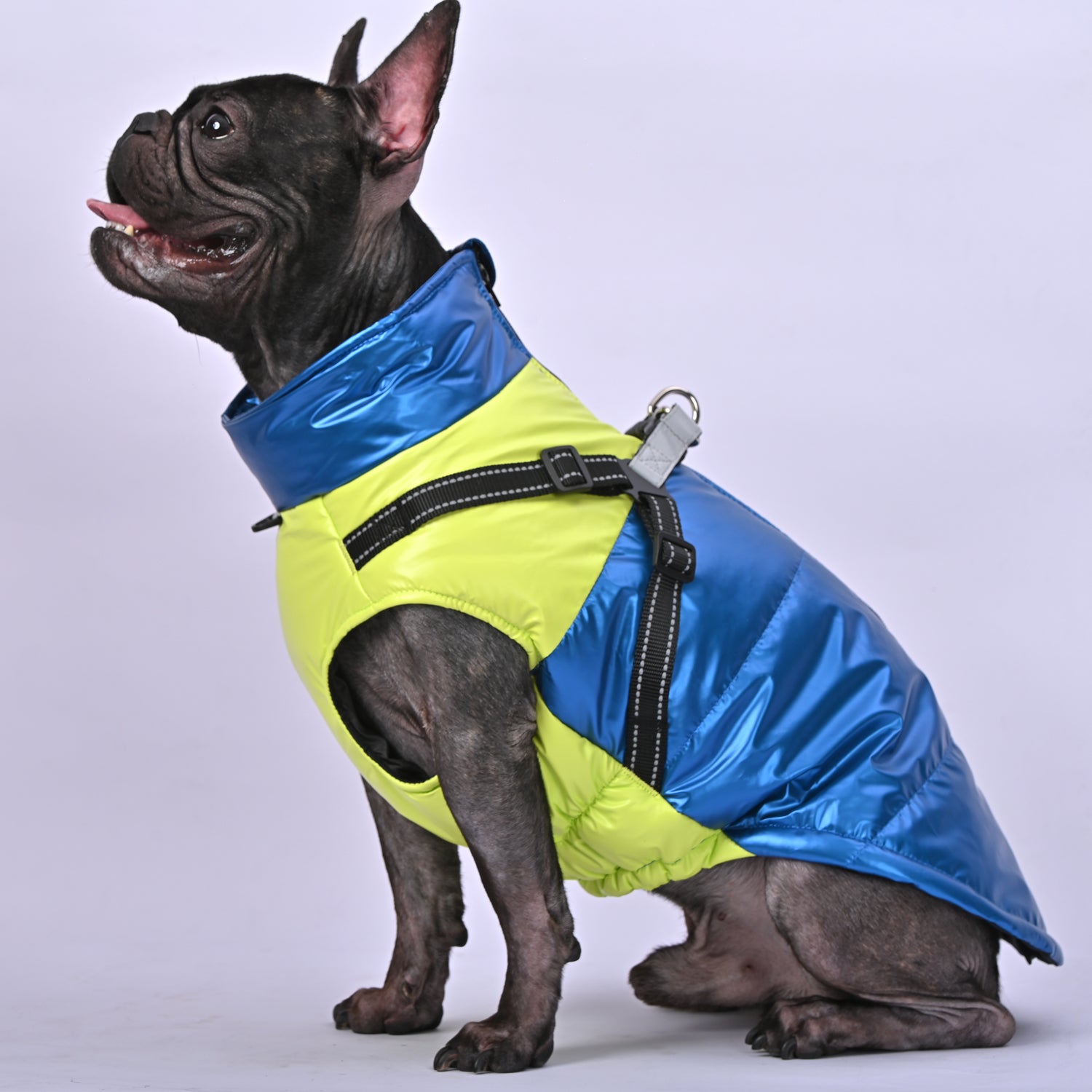 Frenchie Warm Reflective Winter Jacket V2 Paw Protection | Durable Build