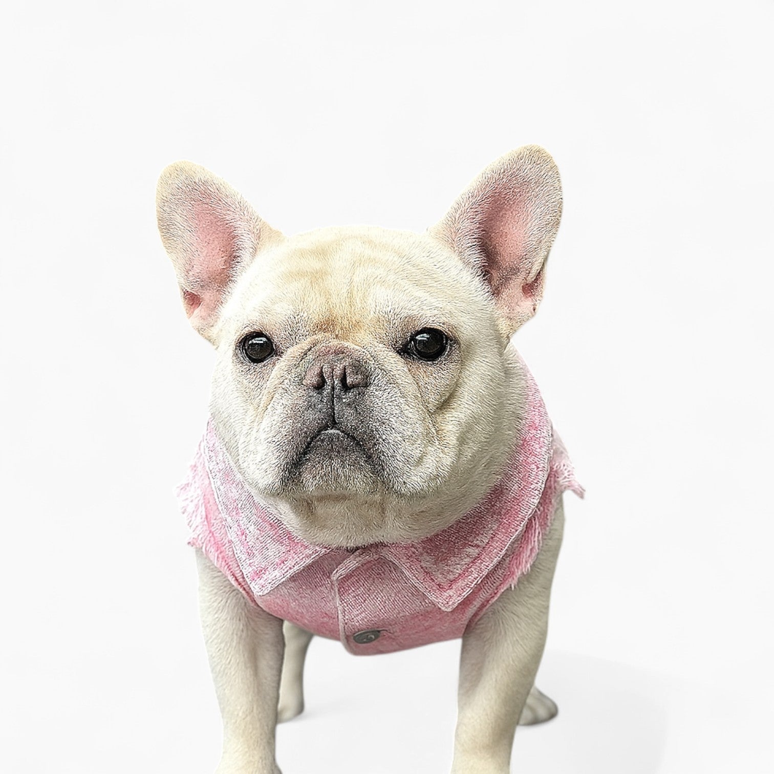 JeaniePaw French Bulldog Denim Vest – Stylish Ripped Sleeveless Jean Jacket