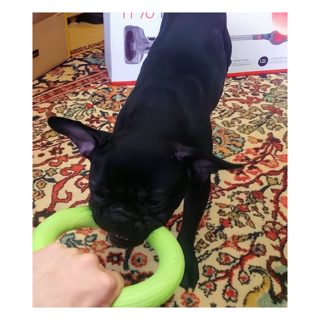 French Bulldog Flyringo Frenchie Ring Toy – Flying Disk Chew Toys Fun Dog Toy