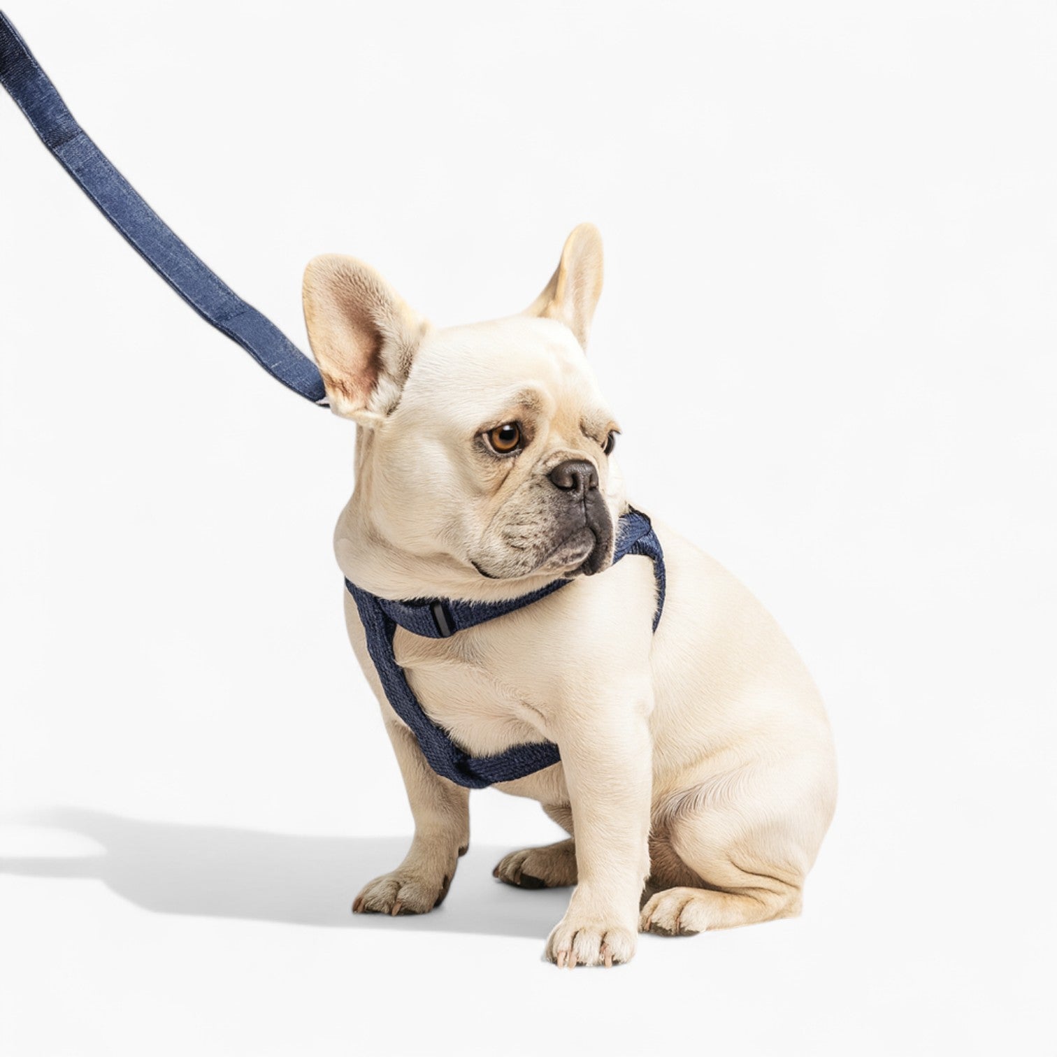 Weather-Resistant Denivox Frenchie Denim Harness Leash Set – Anti-bre...