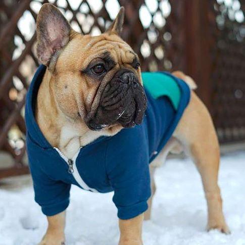 Warm Hoodie for Frenchies (CS6)