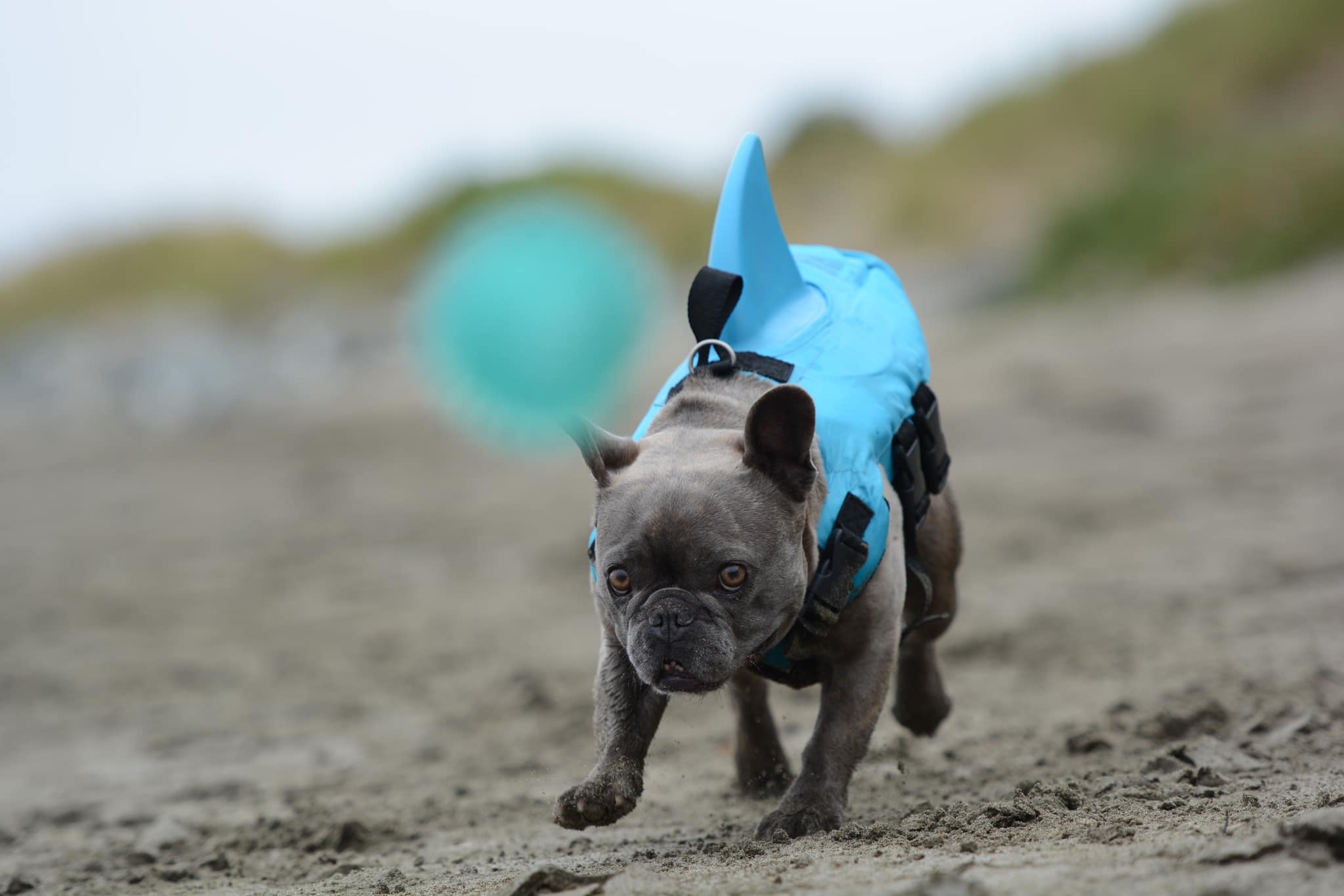 French Bulldog Shark Life Vest V2 (cs02) Essential Dog Supply