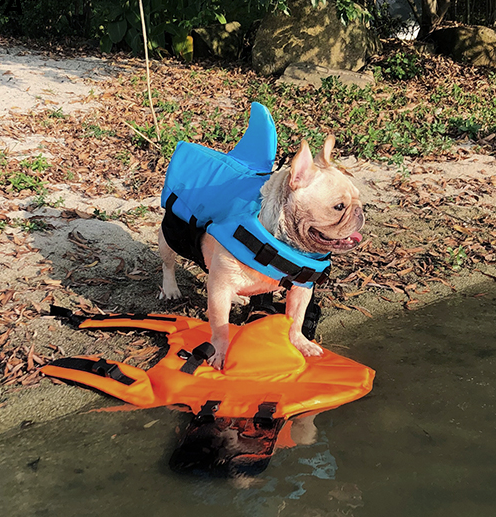 French Bulldog Shark Life Vest V2 (cs02) Essential Dog Supply