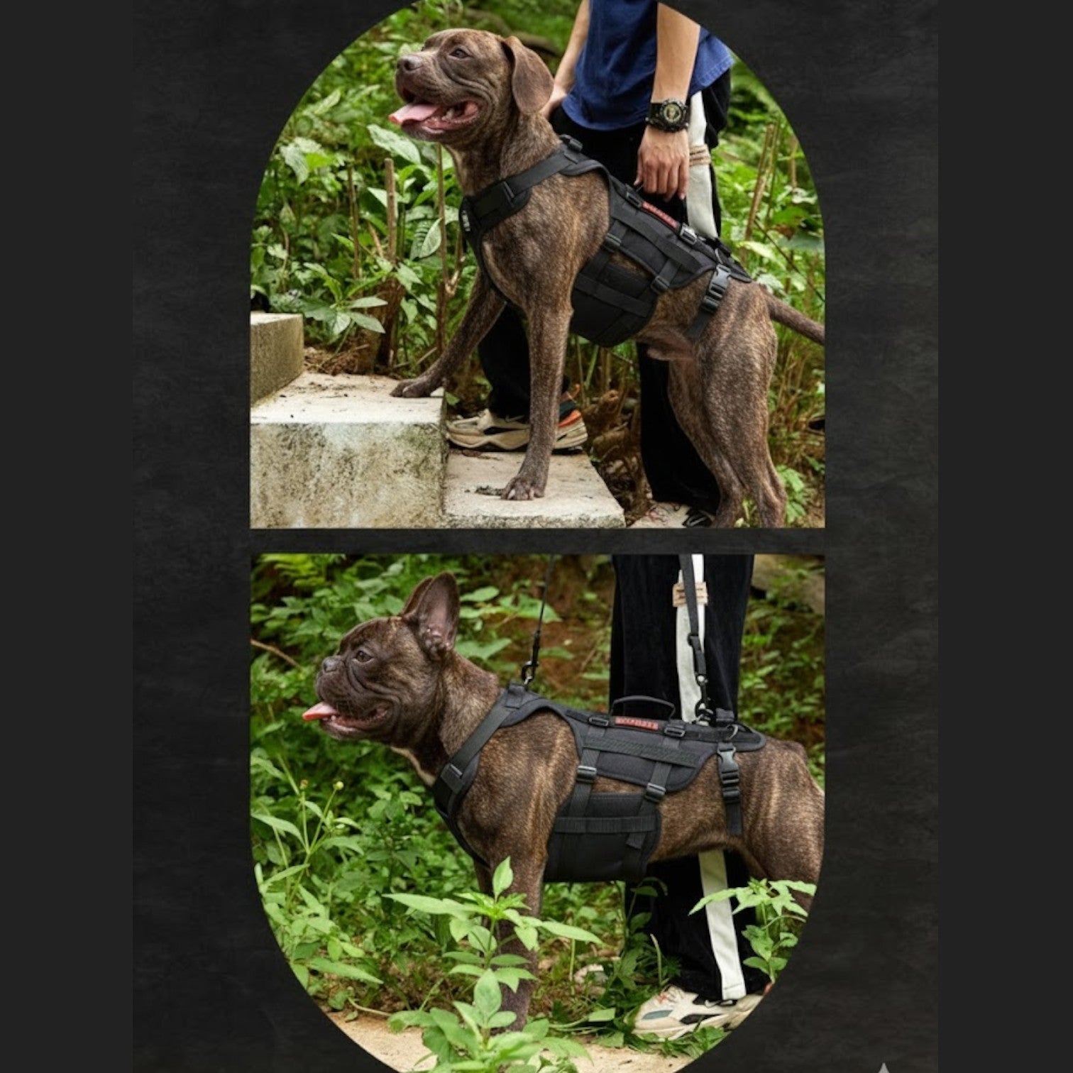 FrenLift™ Frenchie Support Harness – Heavy-Duty Walking Aid Dog Lift