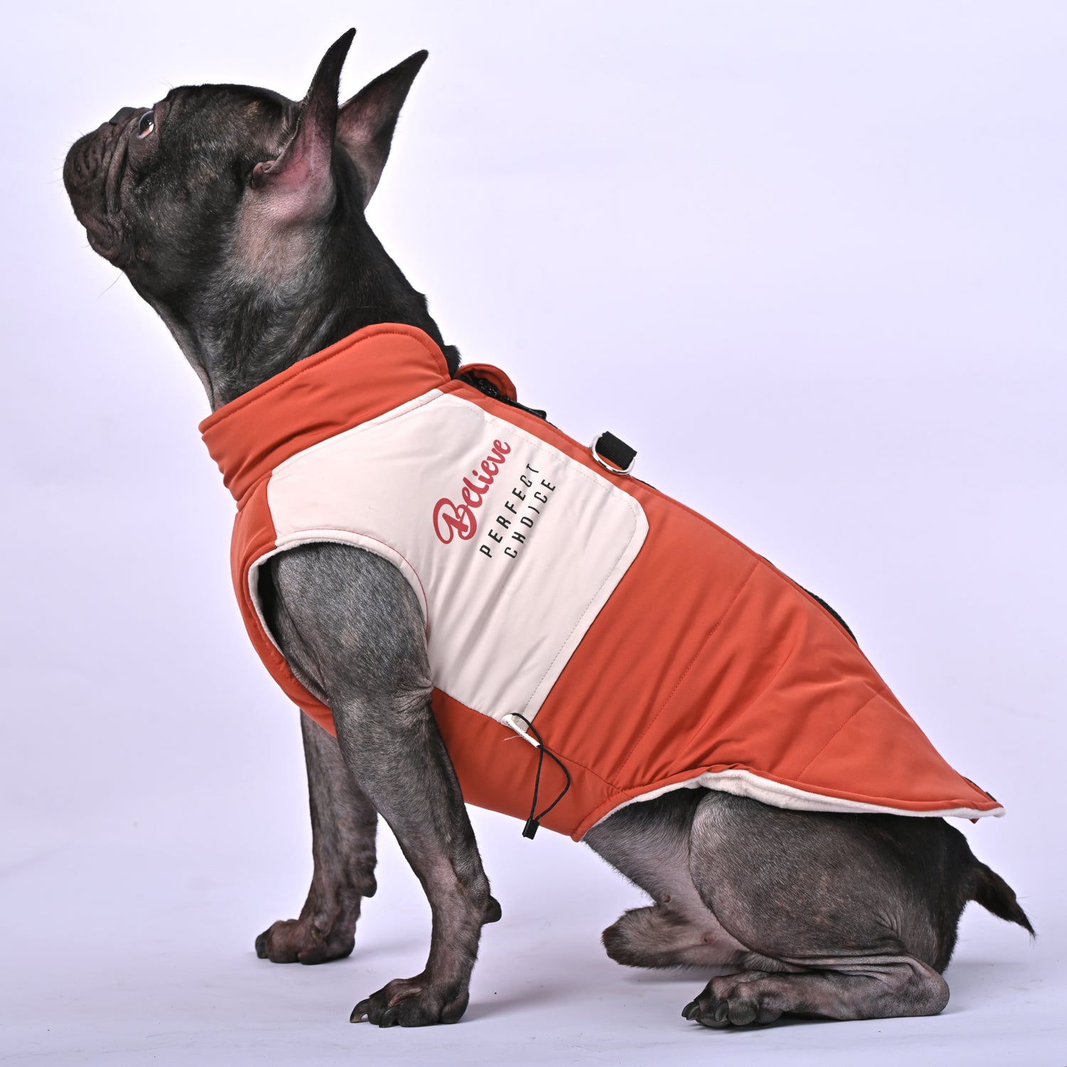 Winter Jacket With Harness Set V1 For French Bulldogs | Safe For Paws