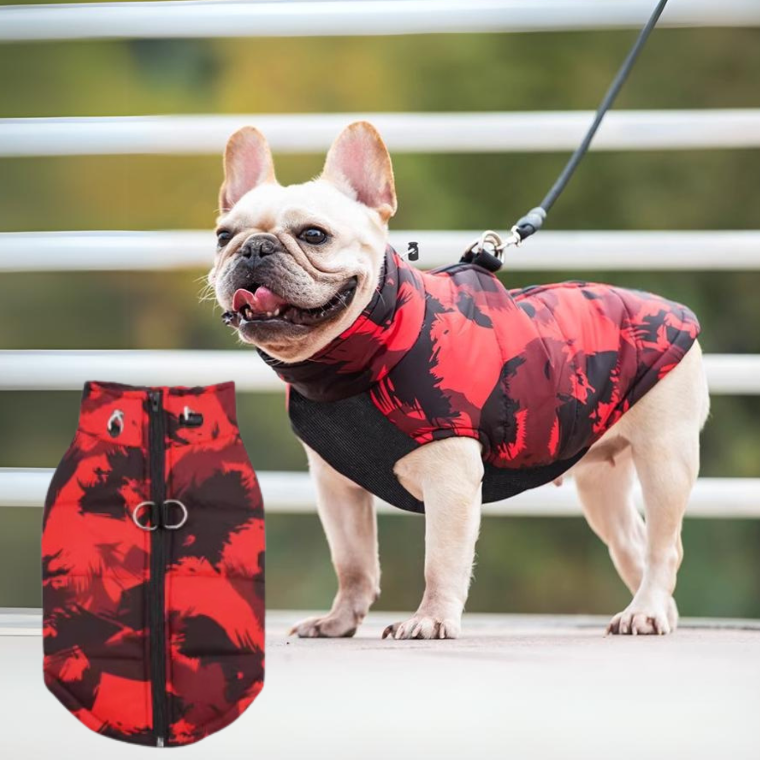 - Comfortable Premium Frenchie Jacket Outdoor Use | Non-slip Design