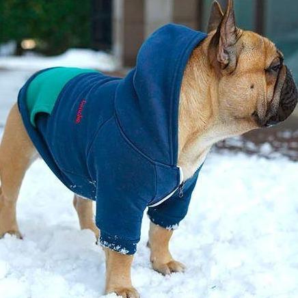 Warm Hoodie for Frenchies (CS6)