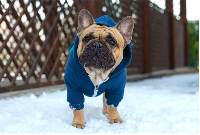 Frenchie-Fan Trendy Warm Hoodie For Frenchies (cs6) for Daily Life