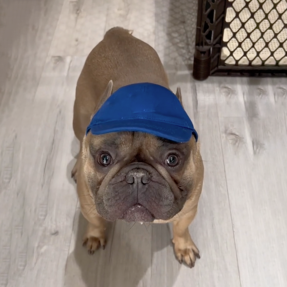 French Bulldog Stylish Sunshade Hat For French Bulldogs Exposed Ears
