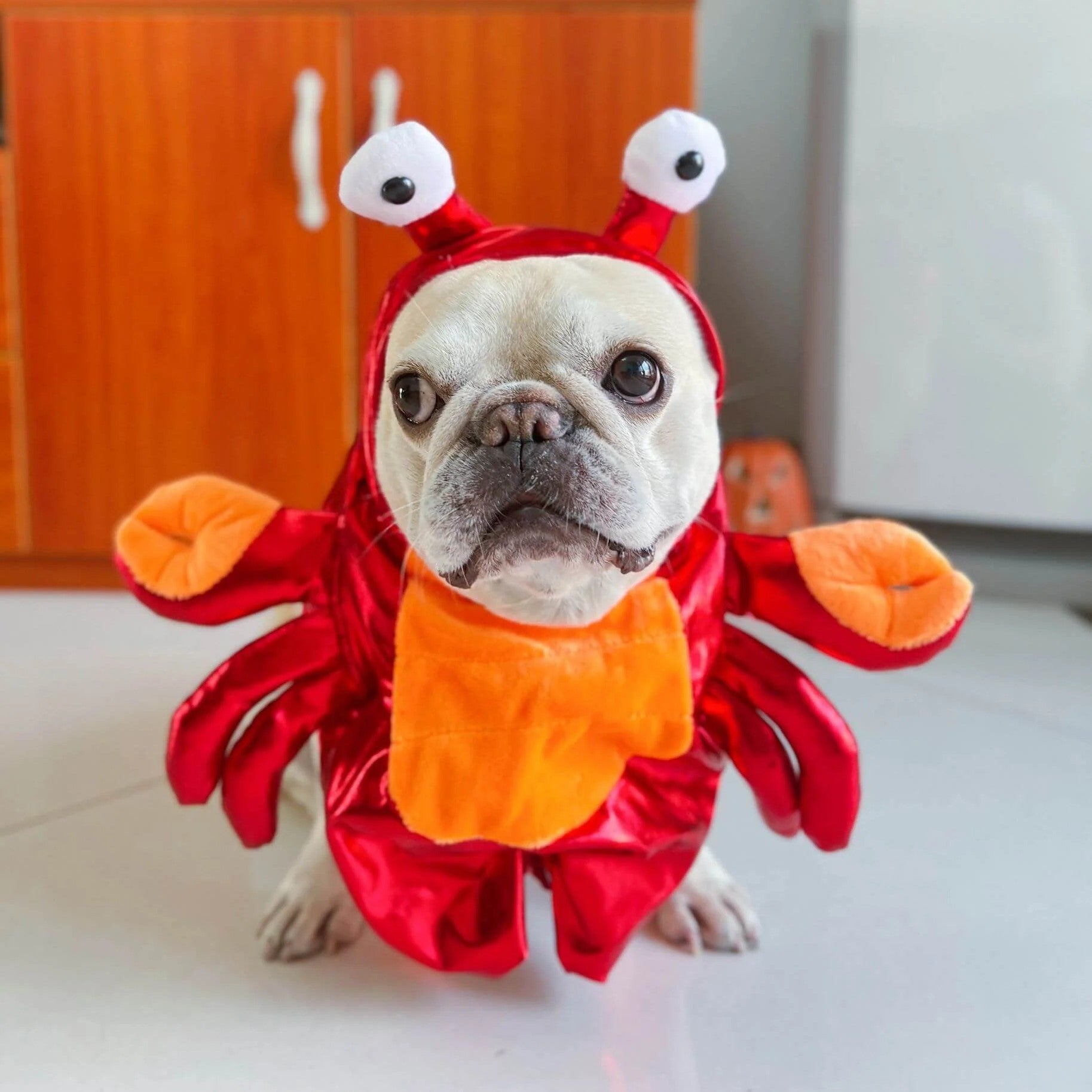CrustaPup Frenchie Red Crab Costume – Warm Cotton Funny Pet Halloween Outfit