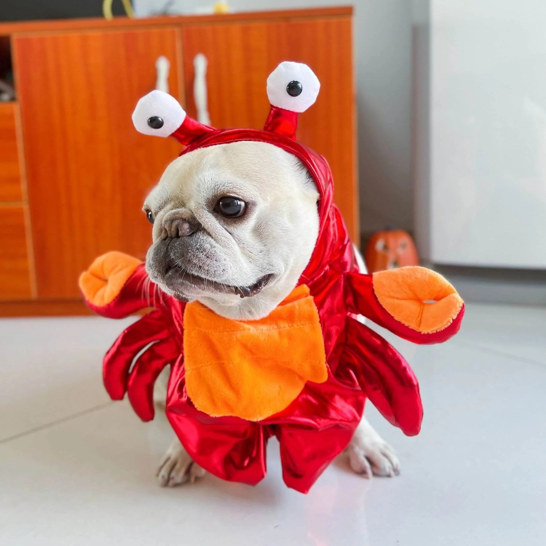 CrustaPup Frenchie Red Crab Costume – Warm Cotton Funny Pet Halloween Outfit