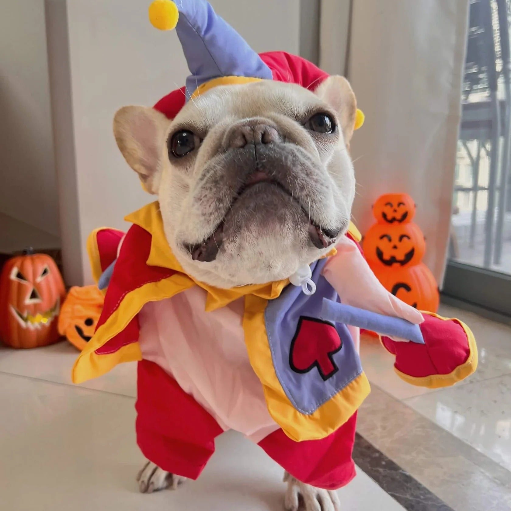 French Bulldog Jestibull Frenchie Clown Costume – Funny Halloween