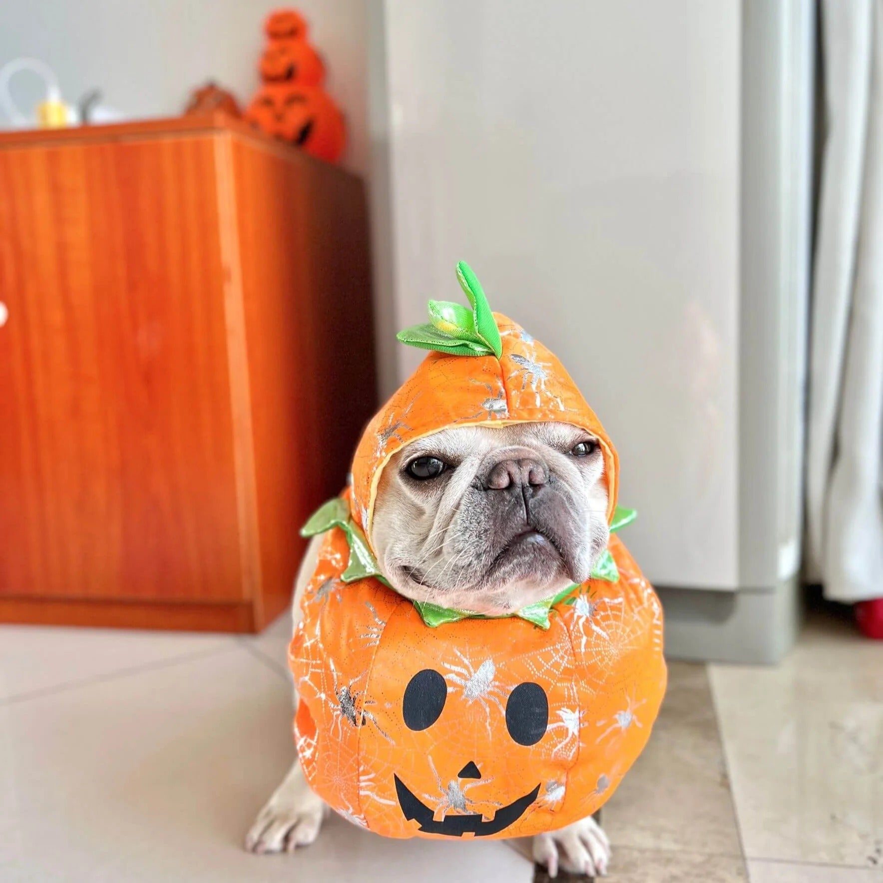 Howlkin Frenchie Pumpkin Costume with Hat – Halloween Adjustable Dog Cosplay Outfit