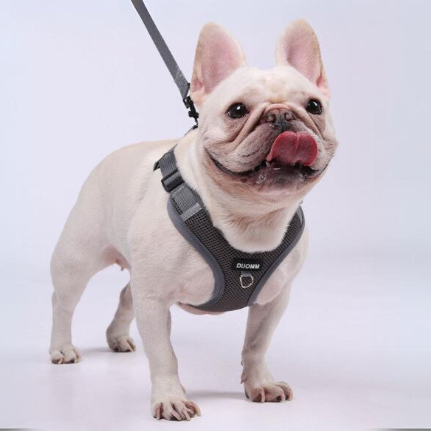 French Bulldog Pawzen Frenchie No Pull Harness With Explosion Proof