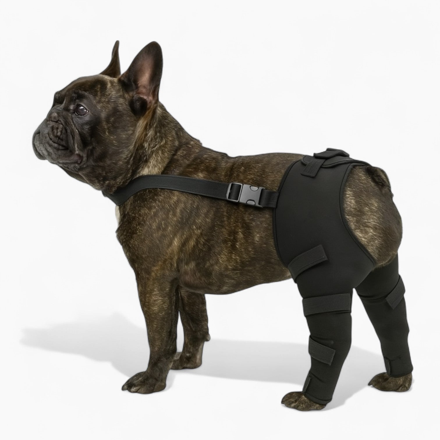 Everyday Pawguard Frenchie Knee Leg Braces – Joint Support Injury Rec...