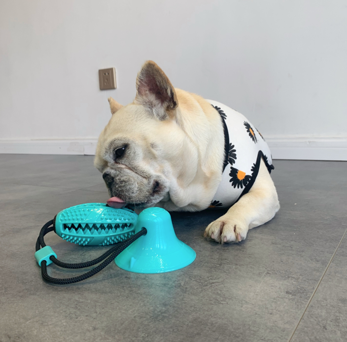 French Bulldog Suction Frenchie Tugtoy™ V2 (ws67) Fun Dog Toy