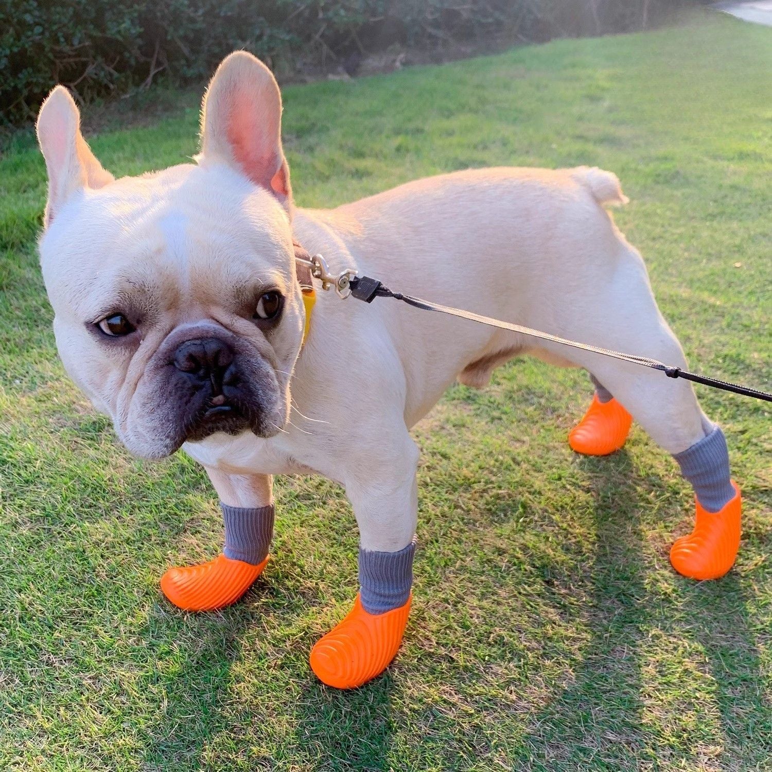 French Bulldog Flexipaws Frenchie Waterproof Rain Boots – High Elastic