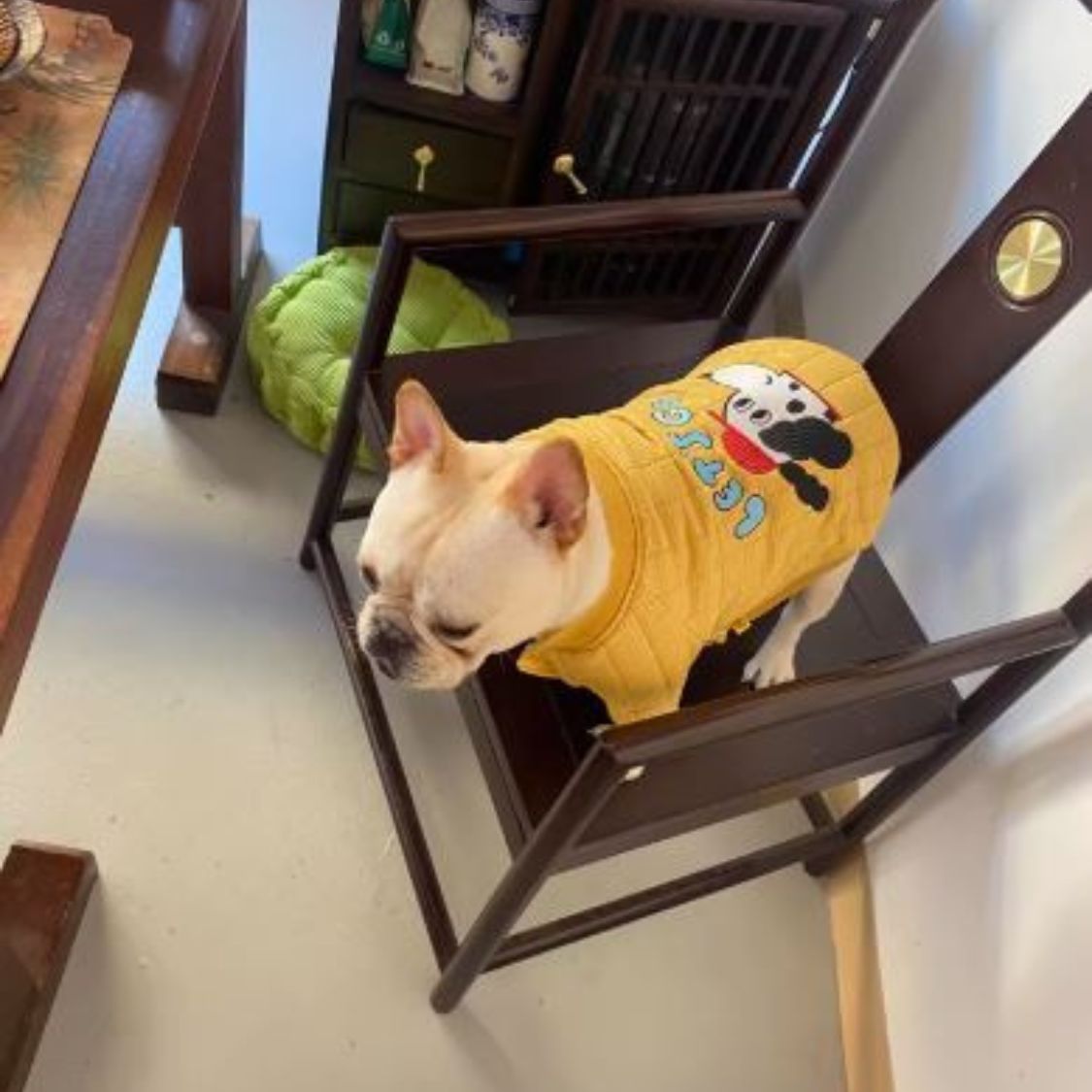 French Bulldog Quilted Cotton Frenchie Jacket Warm And Stylish Winter