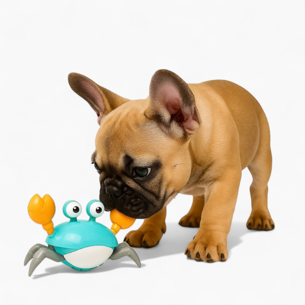 Soft Durable Crabtoy™ - Frenchie Interactive Toy for Training Stylish