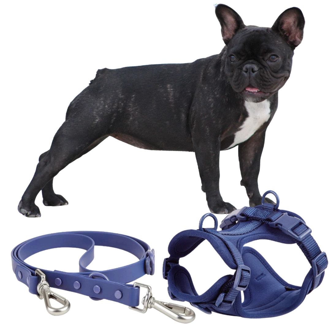 Quick Release Harness Leash Set Paw Protection | Vet-recommended