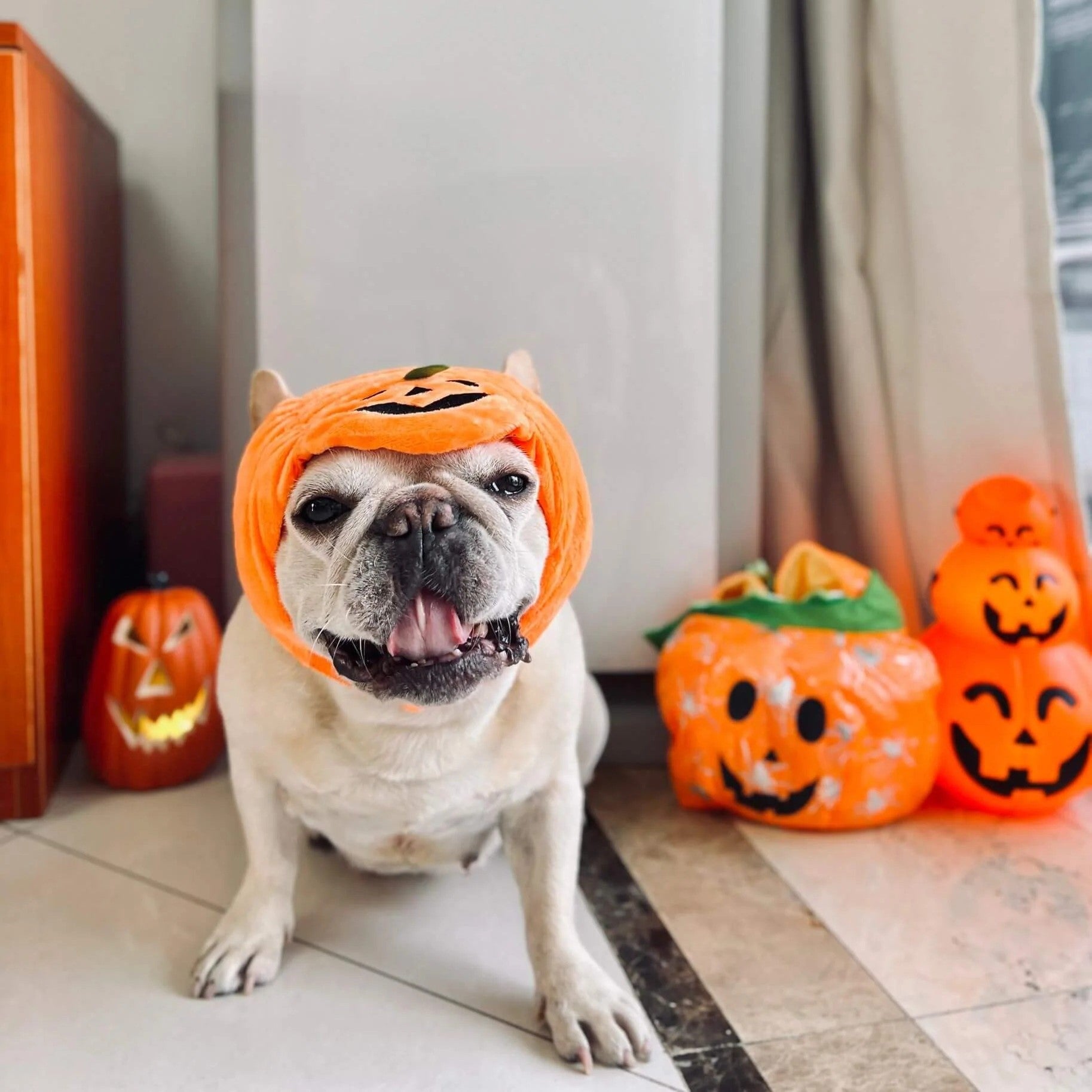 Jackapup Frenchie Pumpkin Costume Hat – Cute Halloween Fleece Dog Festival Hat