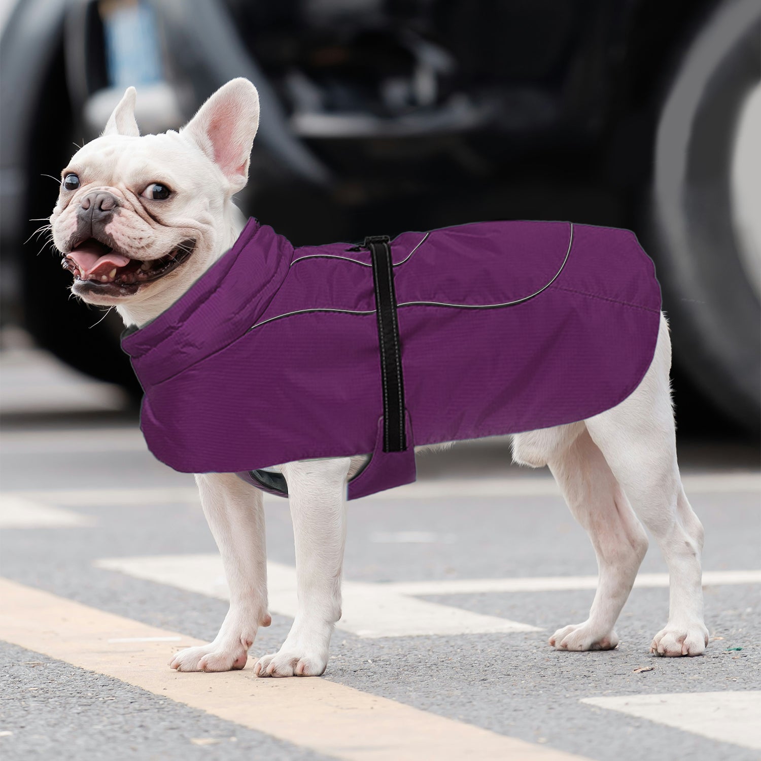 Frenchie Belly-fitting Cotton Jacket Cozy And Comfortable Paw Protection