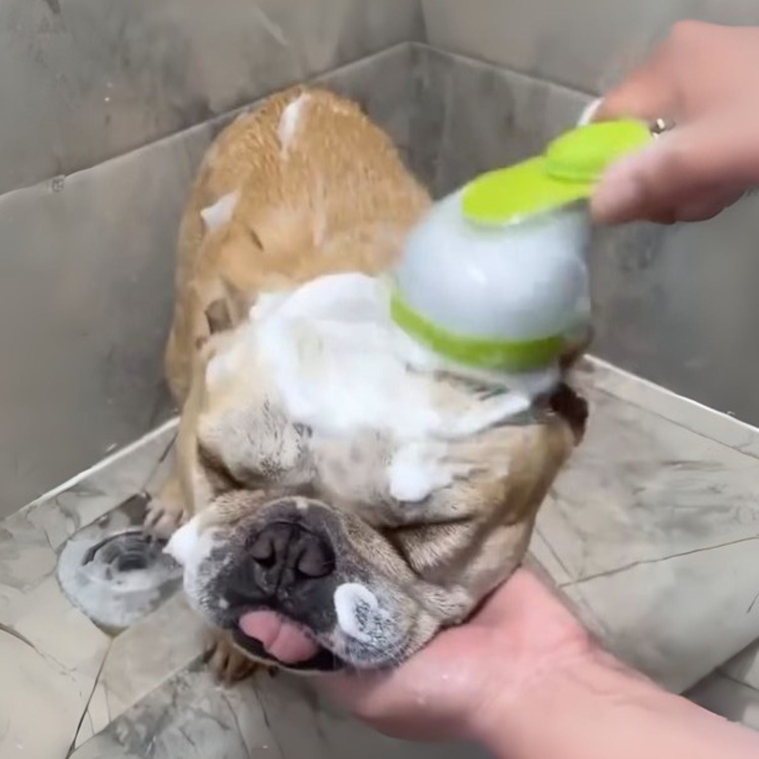 French Bulldog Bubbly Frenchie Bath Brush – Soft Silicone Grooming