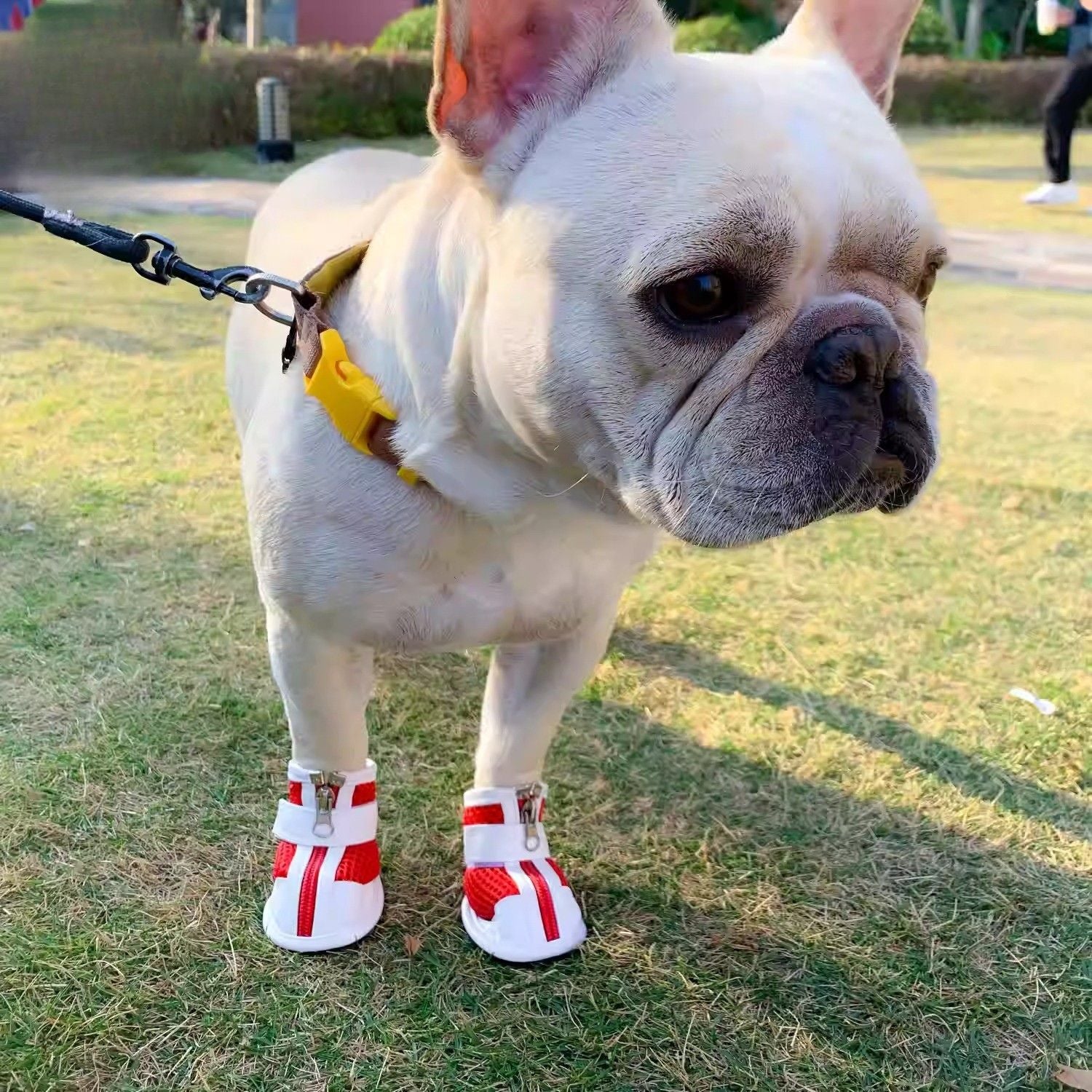 French Bulldog Pawrence Breathable French Bulldog Booties With Magic