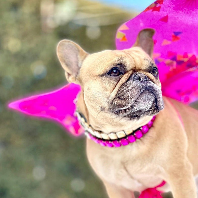 French Bulldog Diamondpaws Luxury Frenchie Collar Rhinestone Necklace