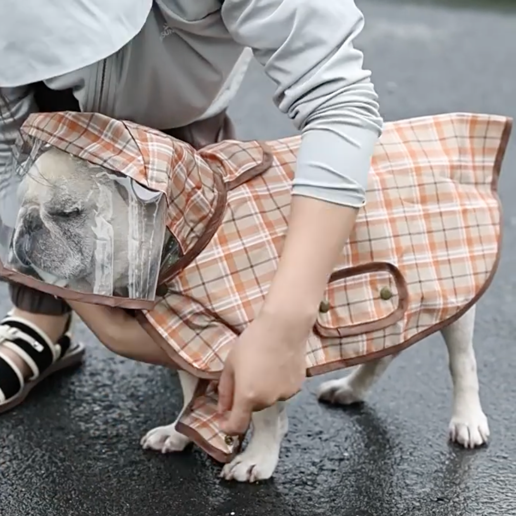 French Bulldog Pawdry Premium Frenchie Rain Jacket Comfy Pet Outfit