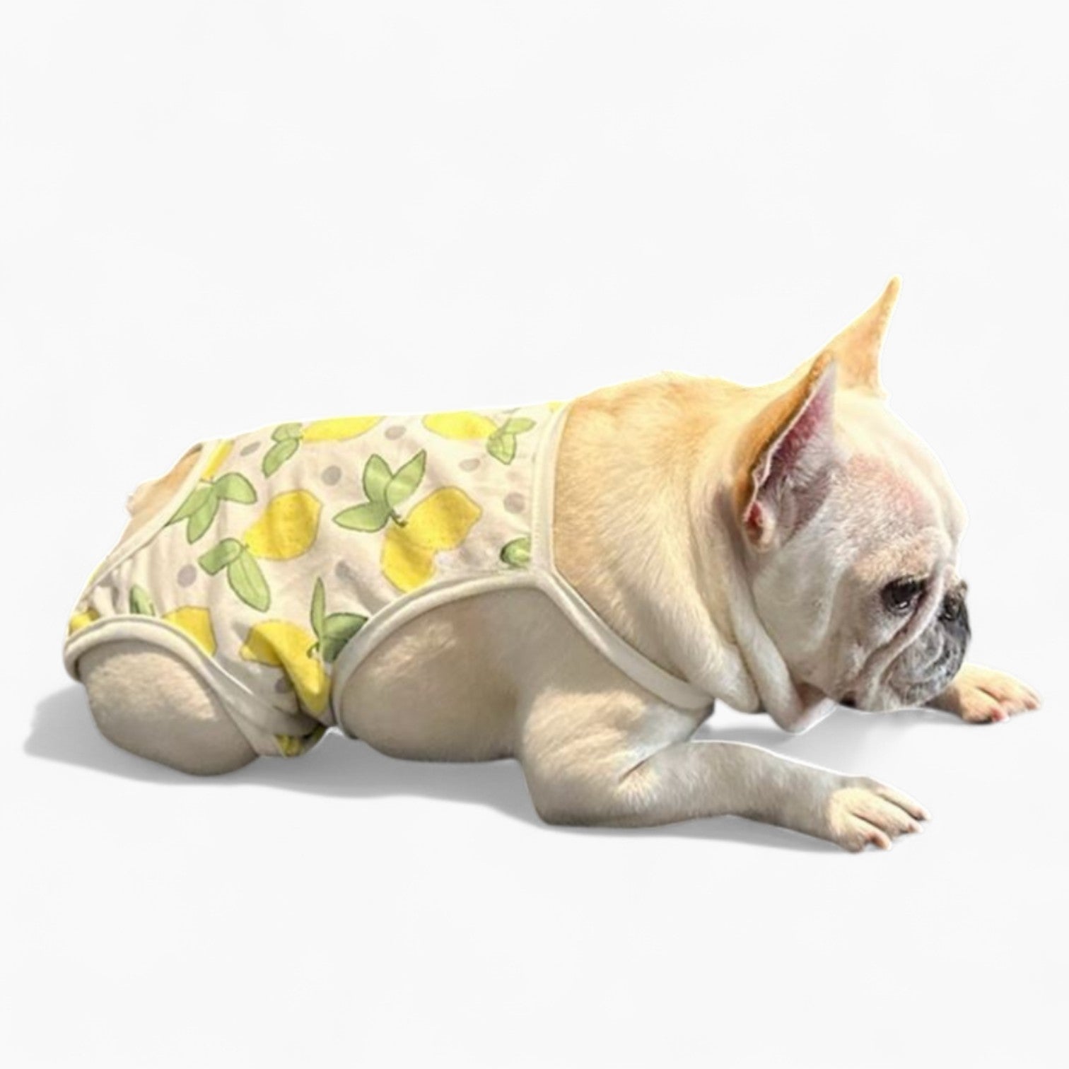 Pants – Leak-proof Heat Cycle Dog Diapers Indoor Use | Durable Build