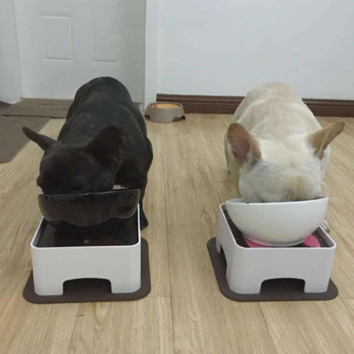 French Bulldog Ceramics Bowl For Frenchies (ws41) Essential Dog Supply