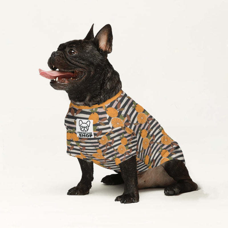 French Bulldog Marco Wool Sweater For Frenchies Warm Cold Weather Gear
