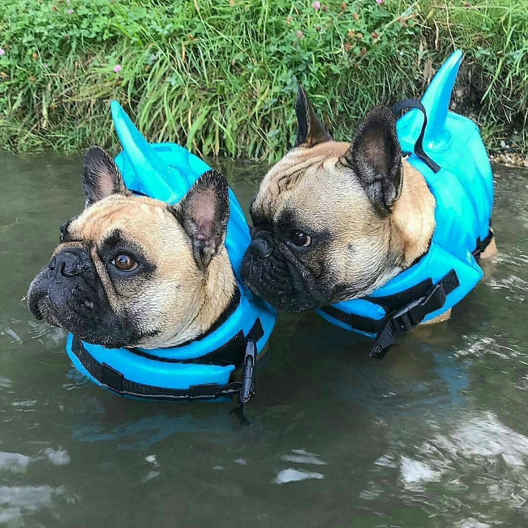 Lifestyle-Driven Shark Life Vest V2 (cs02) for Everyday Wear Comfortable