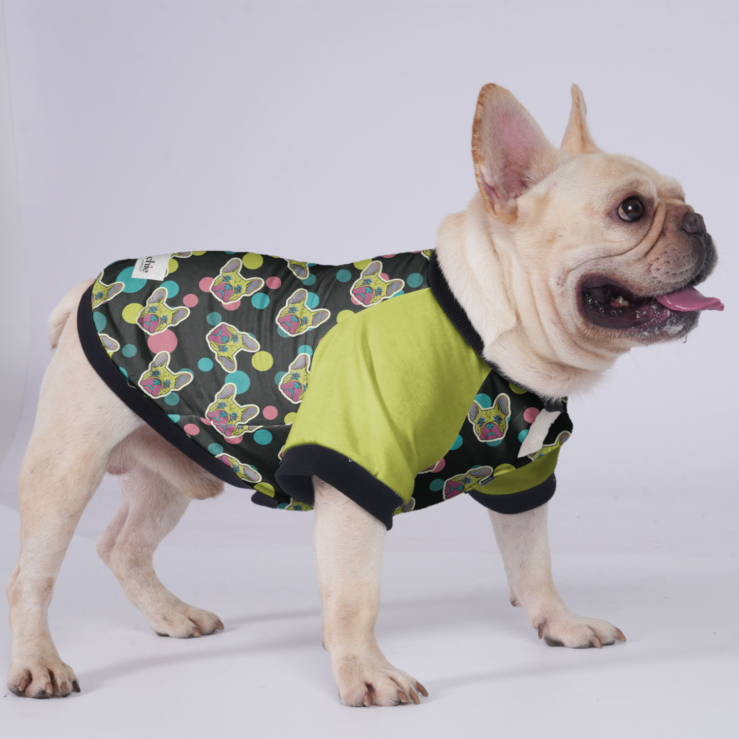 Larry - Jacket for French bulldog