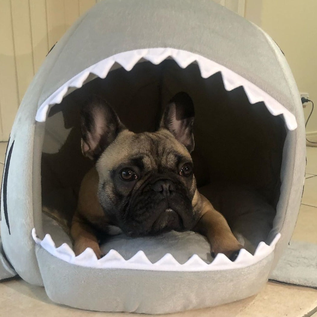 House for frenchie (shark Bed) (WS14)